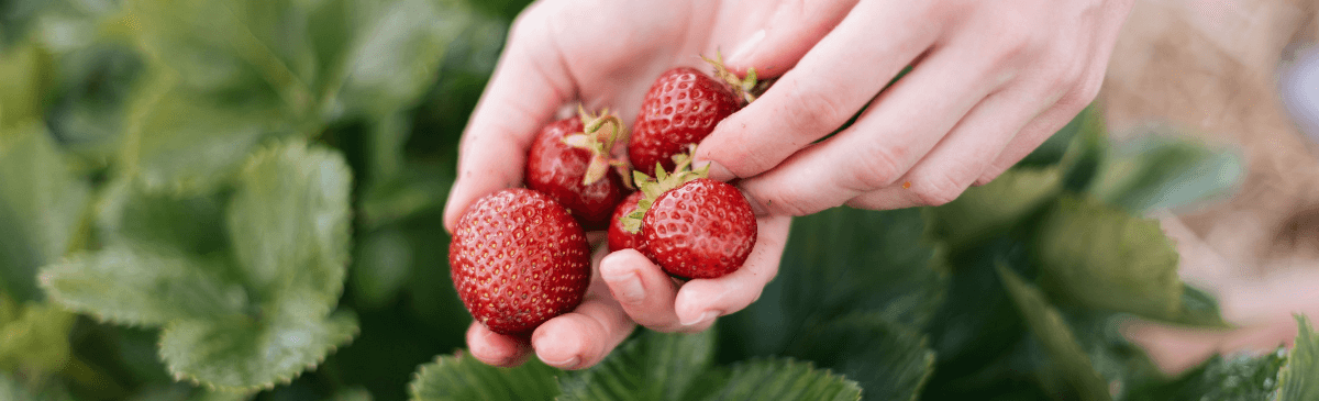 Erdbeeren gepflückt